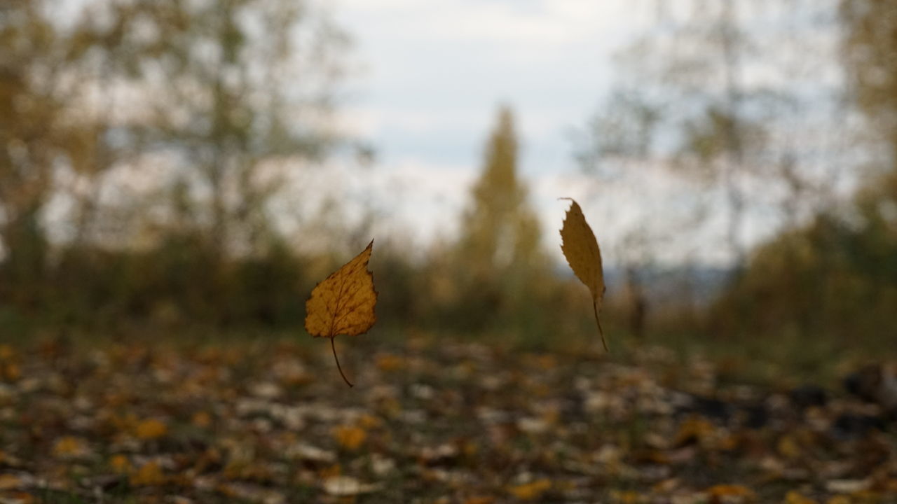 CLOSE-UP OF DRY AUTUMN LEAVES ON FIELD