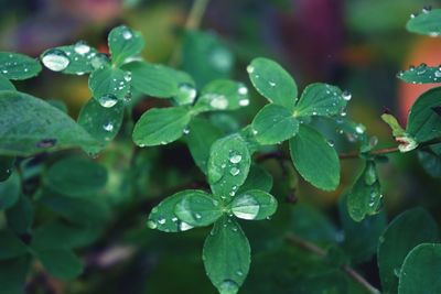 Close-up of water drops on plant