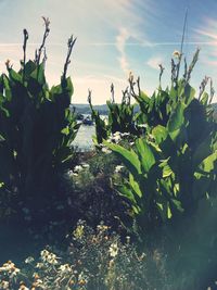 Close-up of succulent plant on field against sky