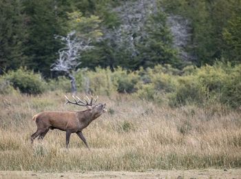 Side view of deer on field