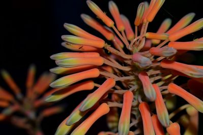 Close-up of orange flowers