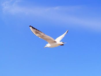 Low angle view of seagull flying against clear blue sky