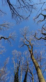 Low angle view of bare trees against blue sky