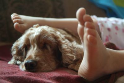 Low section of girl with dog lying on sofa at home