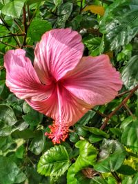 Close-up of hibiscus blooming outdoors
