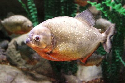 Close-up of fish swimming in aquarium