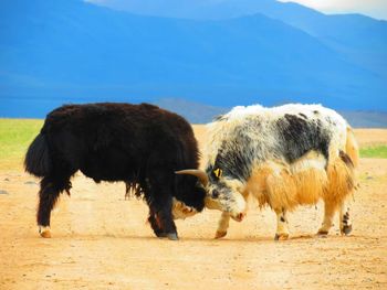 Yaks fighting on field