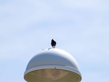 Low angle view of bird perching against sky