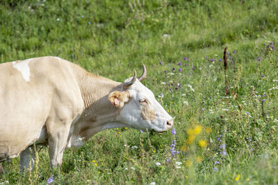 Cows in a field