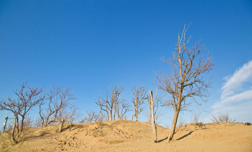 Bare tree on sand against sky
