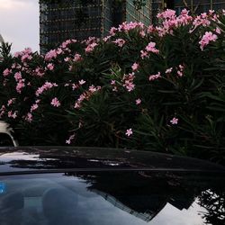 Pink flowering plants by lake