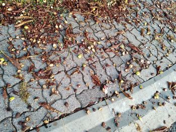 High angle view of autumn leaves on footpath