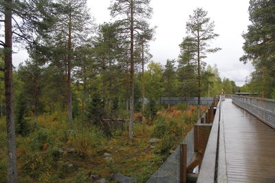 Bridge amidst trees in forest against sky