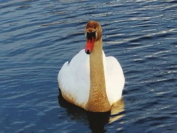 Swan swimming on lake