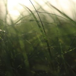 Close-up of grass growing on field