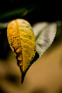 Close-up of dry leaf on water