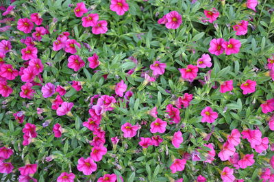 Pink flowers blooming in park