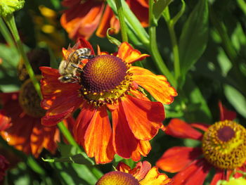 Close-up of orange flowering plant