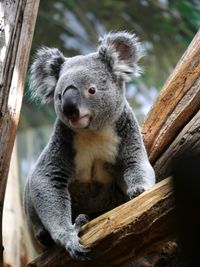 Close-up of koala sitting on tree trunk