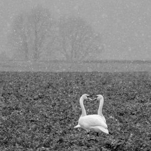 Swan on field by lake