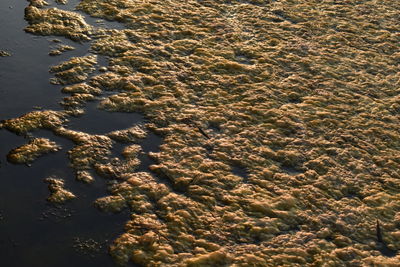 High angle view of yellow-green algae bloom on lagoon