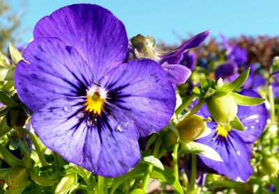Close-up of purple flower blooming in garden