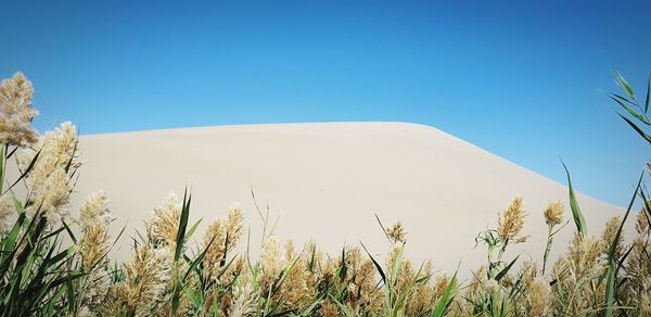 Plants growing on land against clear blue sky