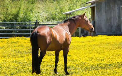 Horse standing on field