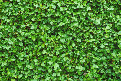 Full frame shot of ivy growing on plant