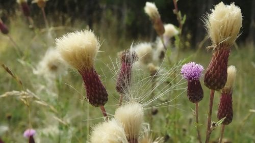 Close-up of flowers