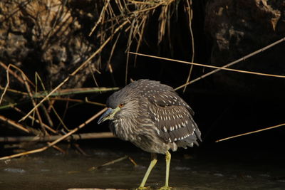 Bird perching on a lake
