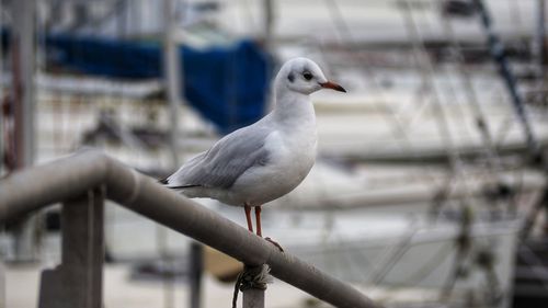 Close-up of seagull perching on railing