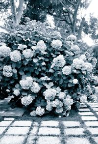 Close-up of frozen plant