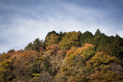 Low angle view of trees against sky