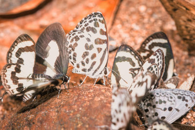 Close-up of butterfly on rock