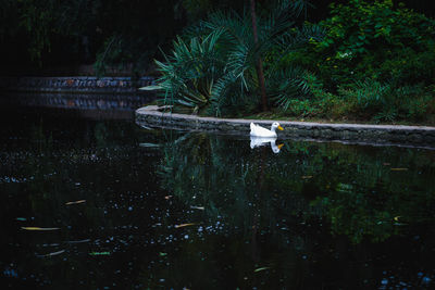 View of bird on the lake