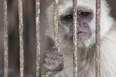 Portrait of monkey in cage