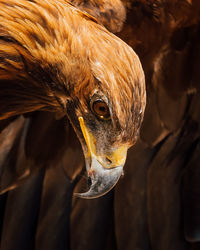 Close-up of golden eagle