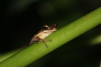 Close-up of insect on leaf