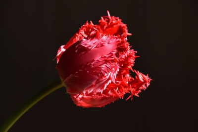 Close-up of red flower against black background