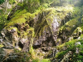 Trees growing on rock in forest