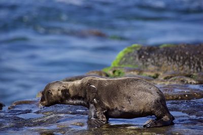 Side view of a dog on beach