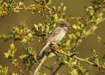 Close-up of bird perching on branch