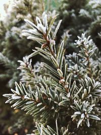 Close-up of pine tree