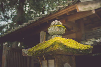 Close-up of plant on roof