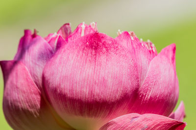 Close-up of pink rose flower