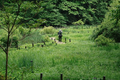 Trees on grassy field