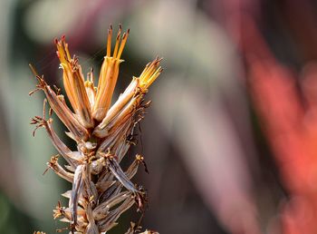 Close-up of wilted flower