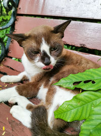 Close-up of a cat