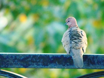 Close-up of bird perching on railing